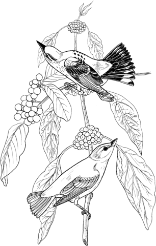 Warbler Birds On A Blue Elderberry Tree Coloring Page